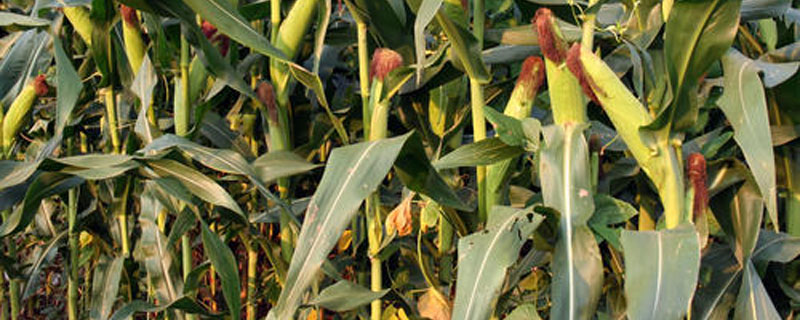 银兴811玉米种子特点，适宜密度为每亩4500株左右