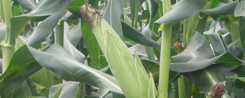 济农806玉米品种的特性，夏播生育期105天