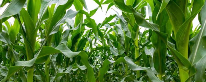 登海682玉米品种的特性，适宜密度为每亩4500株左右