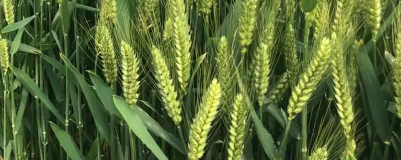 垦星8号小麦品种简介，适宜播期10月5～20日