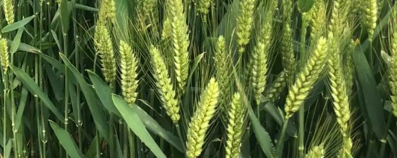 垦星8号小麦品种简介，适宜播期10月5～20日