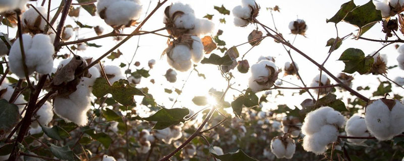 鲁棉301棉花种子特征特性，属转基因中熟品种