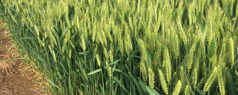 爱民蓝麦1号小麦种子特征特性，适宜播期10月8～15日