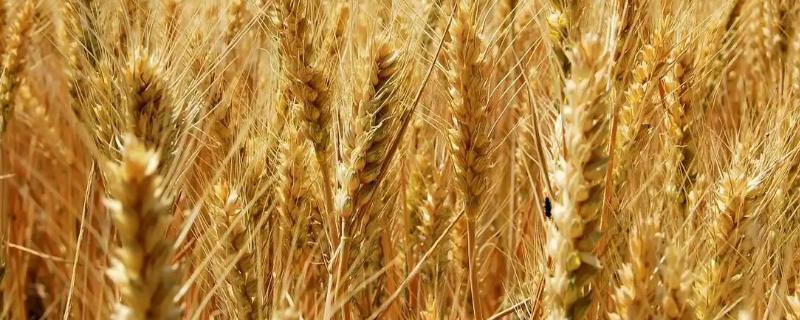 中农麦17小麦种子特点，中抗白粉病