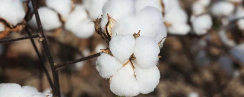 鲁棉303棉花种子简介，适宜密度为每亩3500株左右