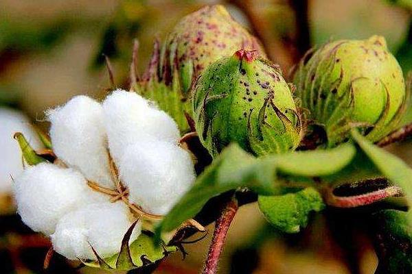 鲁棉301棉花种子特征特性，属转基因中熟品种