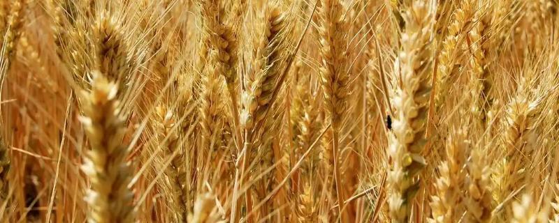 济麦106小麦品种的特性，注意防治白粉病和赤霉病