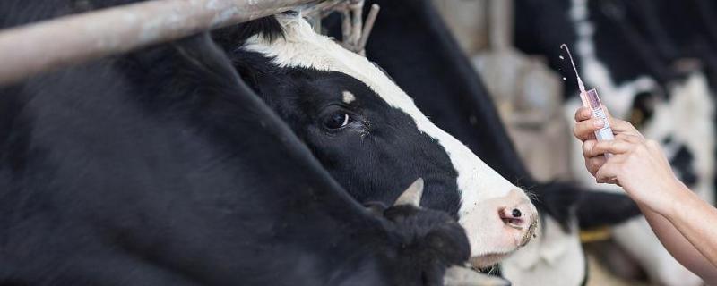 母牛在什么情况下用前列烯醇，普通母牛和奶牛的使用方法不同