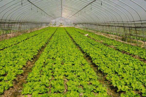 如何对蔬菜控施氮肥，可主施腐熟的有机肥、减少氮肥用量