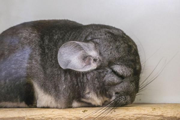 龙猫螨虫感染和真菌感染的区别，螨虫感染会产生较多皮屑