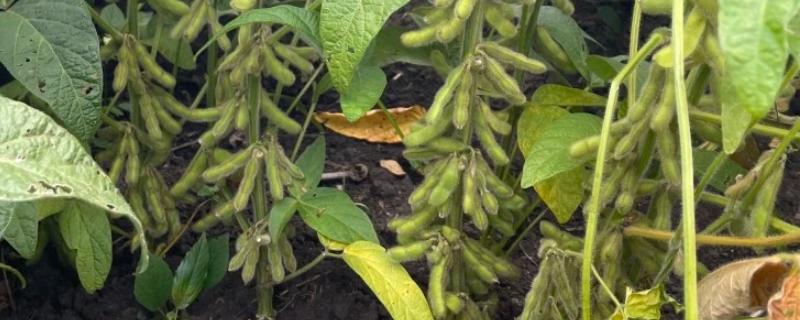 大豆如何正确施肥，可多施有机肥且巧施氮肥