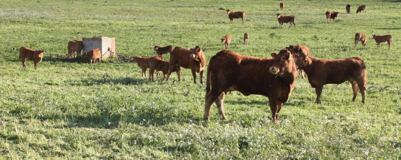 育成牛放牧饲养技术，一定要分组放牧