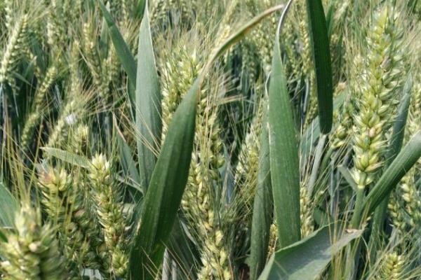 泰科麦34小麦种子特点，适宜播期10月5～15日