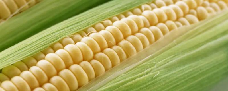 爱瑞特961玉米种子介绍，大喇叭口期防治玉米螟虫