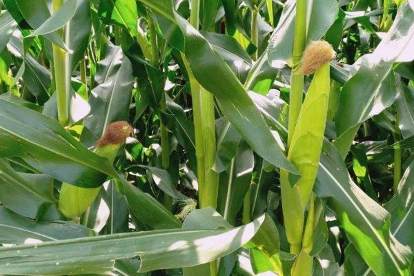 爱瑞特961玉米种子介绍，大喇叭口期防治玉米螟虫