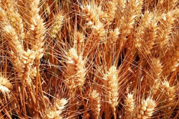 齐民17号小麦种简介，每亩基本苗15万左右