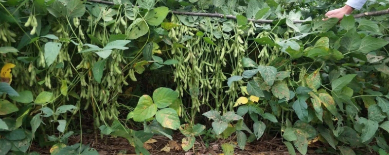 沂豆12大豆种子特点，适宜播期为6月15～25日