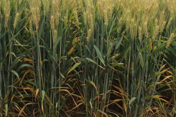 菏麦28小麦品种的特性，每亩基本苗10万左右