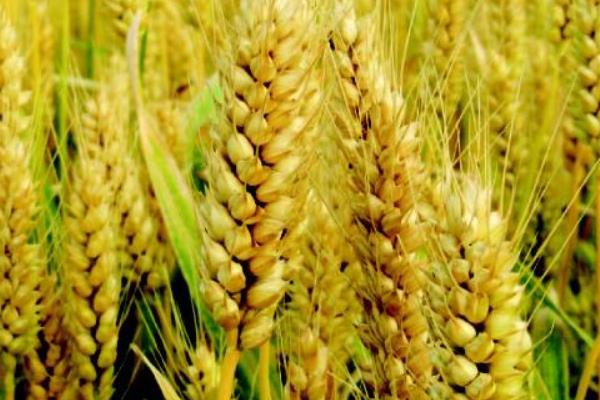 齐民17号小麦种简介，每亩基本苗15万左右