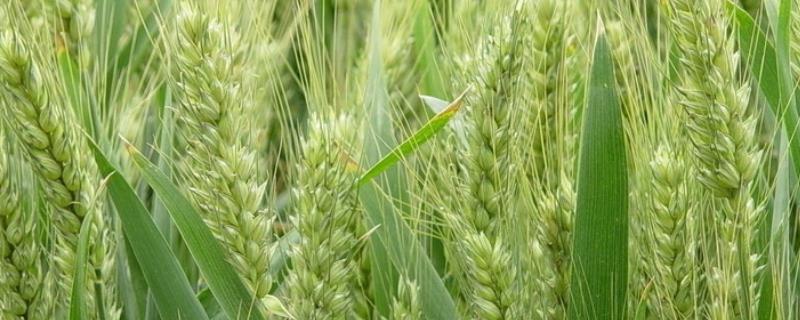 昌麦20小麦种子介绍，半冬性品种