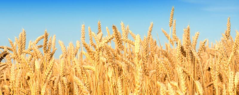 百农365小麦种子简介，半冬性品种