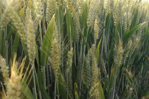 昌麦20小麦种子介绍，半冬性品种