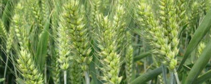 轮选1658小麦种子特点，半冬性品种