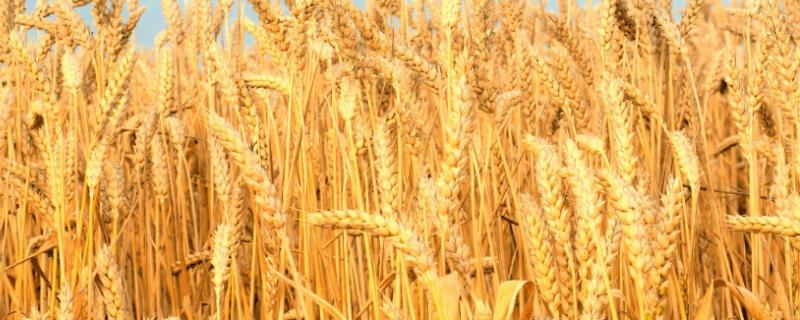 郑科168小麦种子简介，适宜播种期10月上中旬