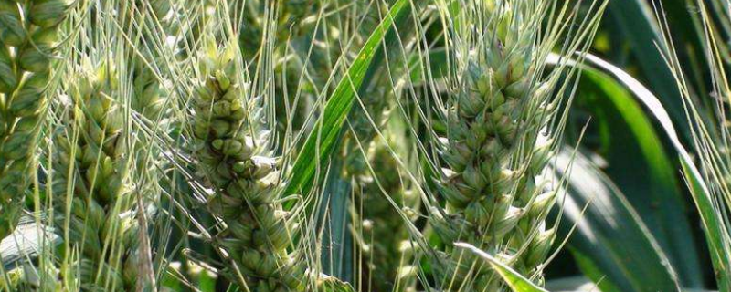 新麦51小麦品种简介，适宜播种期10月上中旬