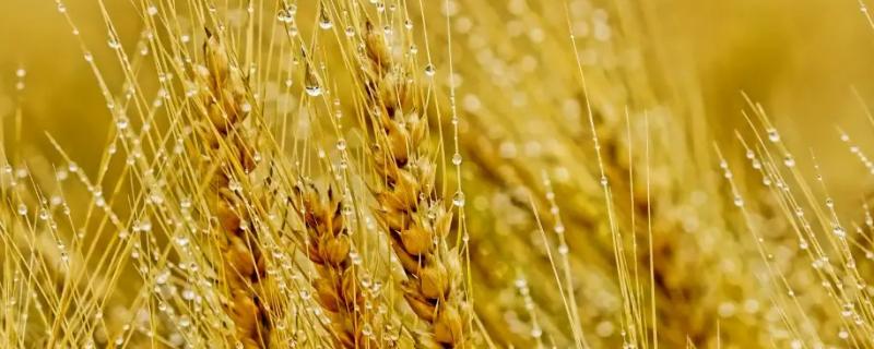 联邦2号小麦种简介，每亩适宜基本苗18～22万