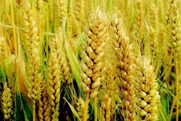 春晓158小麦种子介绍，每亩适宜基本苗16～18万