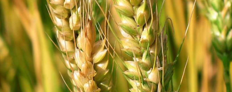 豫农607小麦品种的特性，半冬性品种