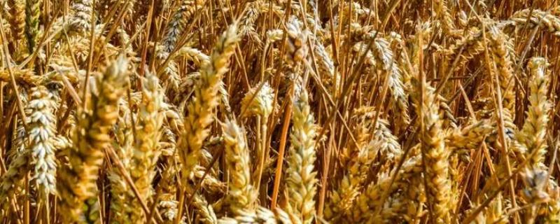 硕麦988小麦种简介，适宜播种期10月中下旬