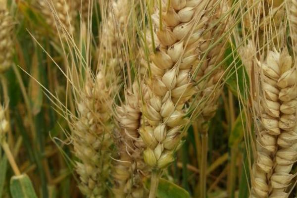 许麦1636小麦种子简介，半冬性品种