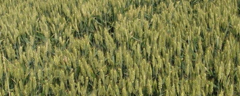 项麦182小麦品种简介，每亩适宜基本苗18～22万