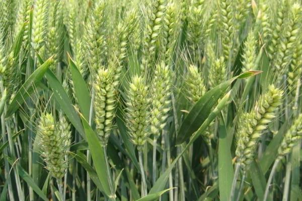 许麦1636小麦种子简介，半冬性品种