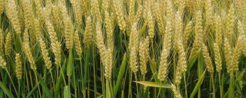 中研麦6号小麦种简介，每亩适宜基本苗16万