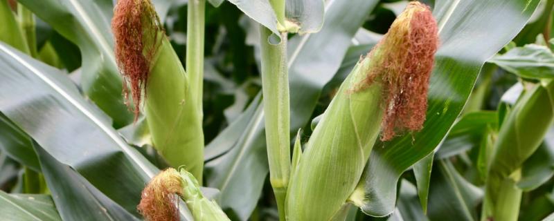 尚谷666玉米品种的特性，单作每亩种植3300株左右