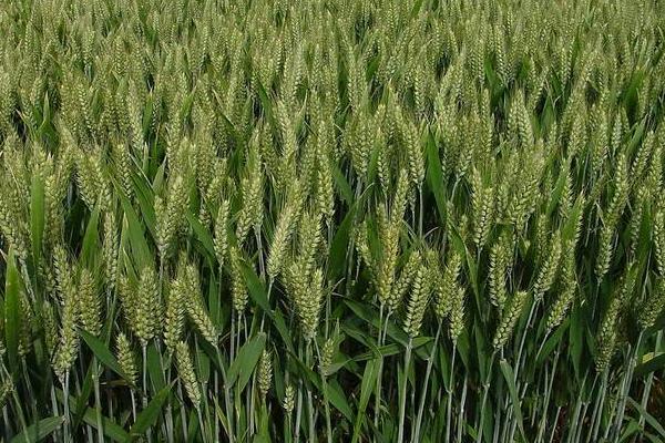 中原丰1号小麦种简介，半冬性品种