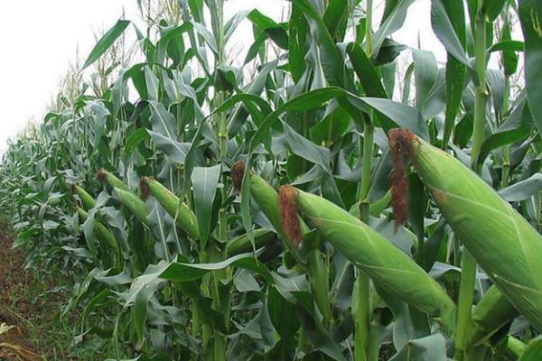 腾龙806玉米种子特征特性，单作每亩种植5000株左右