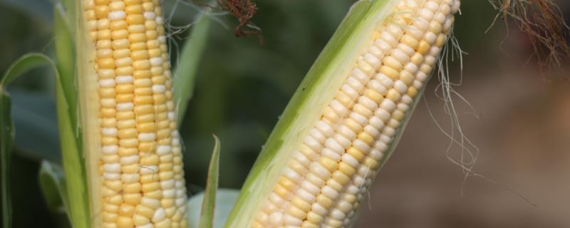 登海618玉米种子介绍，3月下旬播种