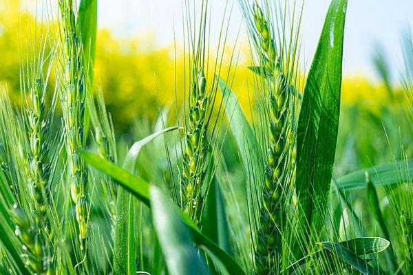 川麦1566小麦种子简介，小穗着生密度中等