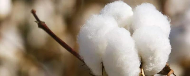 中棉所9705棉花种子简介，高抗棉铃虫