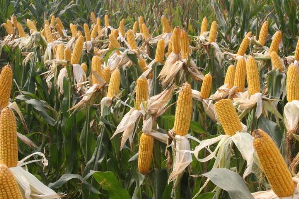 宜单1638玉米品种的特性，3月下旬至4月初播种