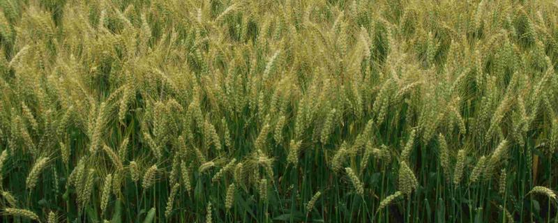 川麦1566小麦种子简介，小穗着生密度中等