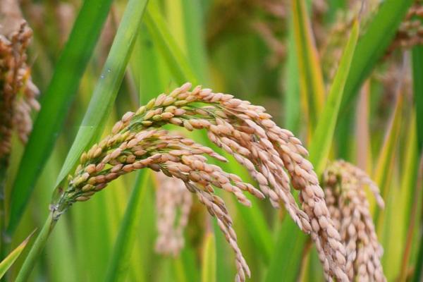 郢两优鄂丰丝苗水稻种子简介，5月中旬至6月上旬播种