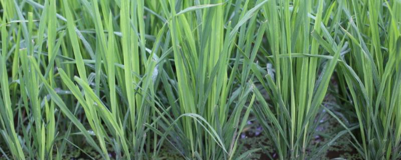 华1037S水稻种子特点，在武汉4月初至6月下旬播种