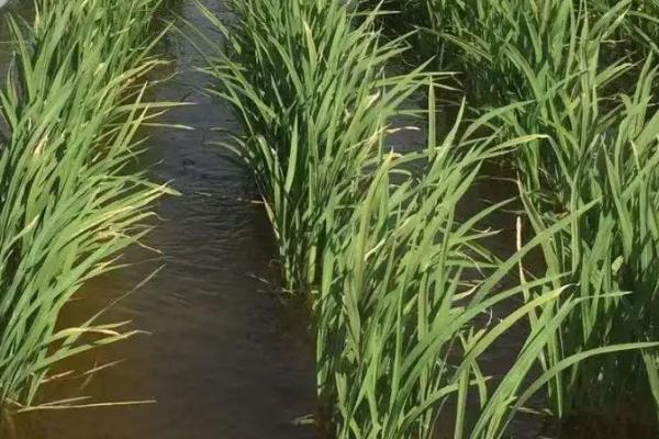 郢两优鄂丰丝苗水稻种子简介，5月中旬至6月上旬播种