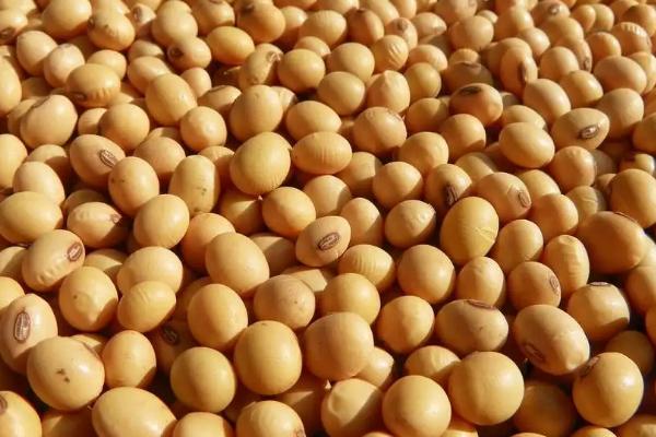 山宁24大豆品种的特性，5月中旬至6月中旬播种