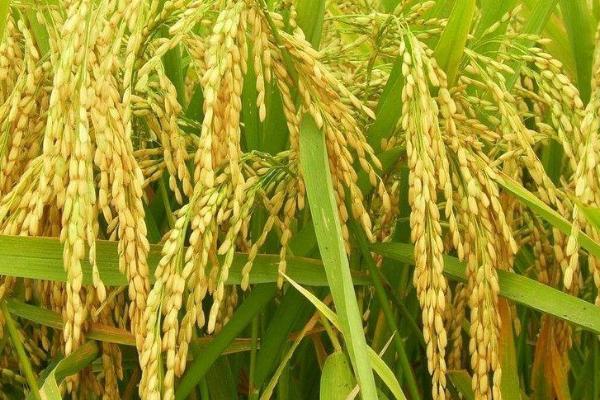 红香优丝苗水稻种简介，全生育期110.5天